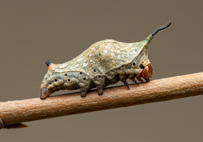 Bagworm Control Rockwall TX | Spidermen Services